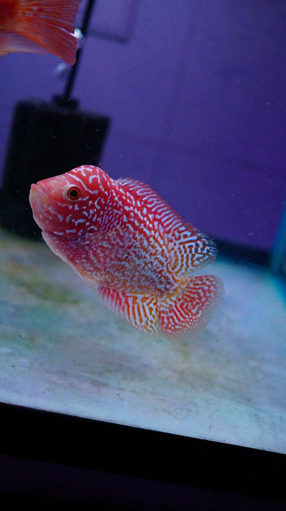 Rare Kamfa Golden Base Flowerhorn 3.5 inch