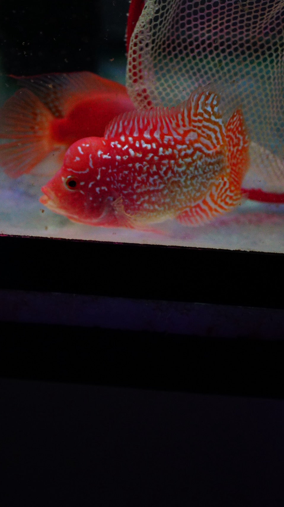 Rare Kamfa Golden Base Flowerhorn 3.5 inch