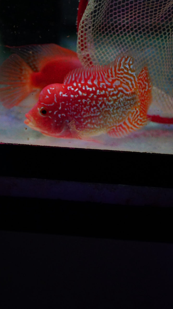 Rare Kamfa Golden Base Flowerhorn 3.5 inch