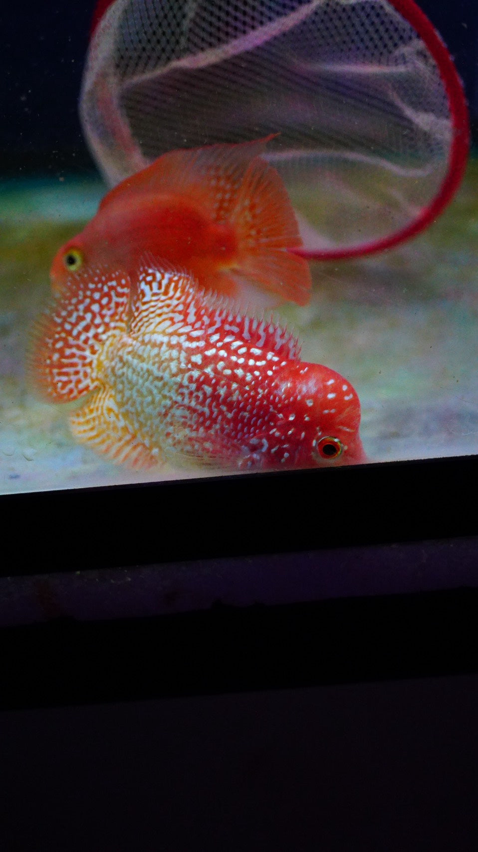 Rare Kamfa Golden Base Flowerhorn 3.5 inch