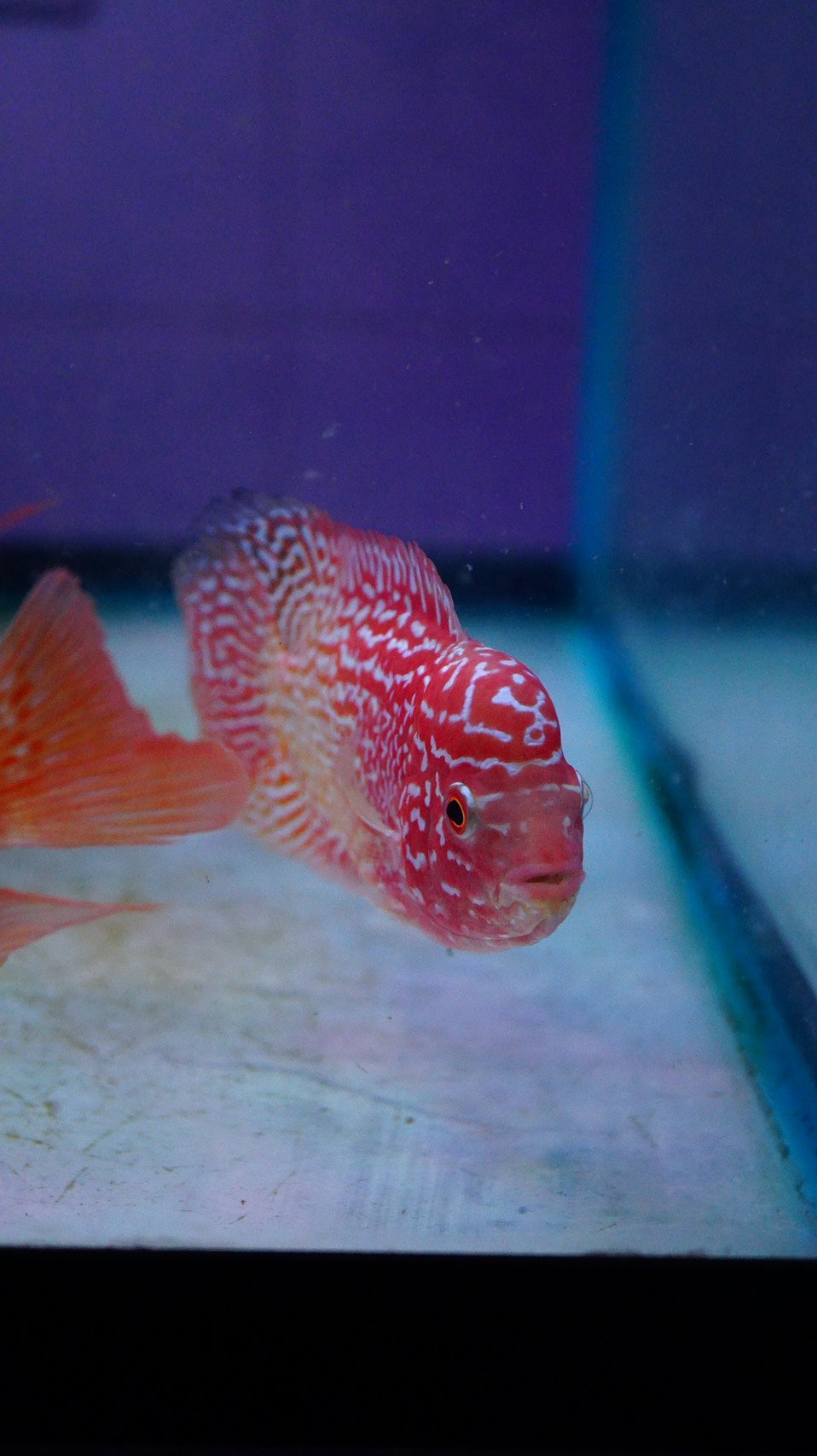 Rare Kamfa Golden Base Flowerhorn 3.5 inch