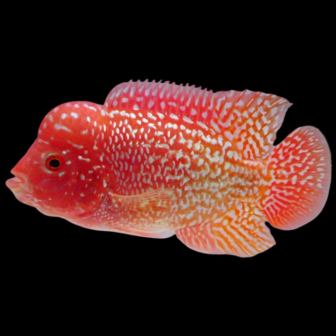 Rare Kamfa Golden Base Flowerhorn 3.5 inch