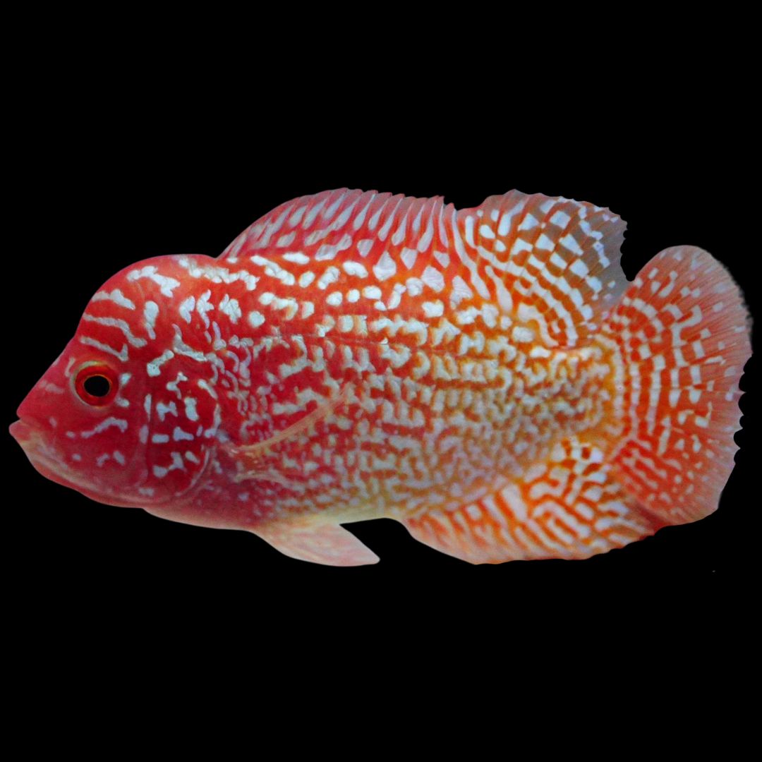 Rare Kamfa Golden Base Flowerhorn 3.5 inch