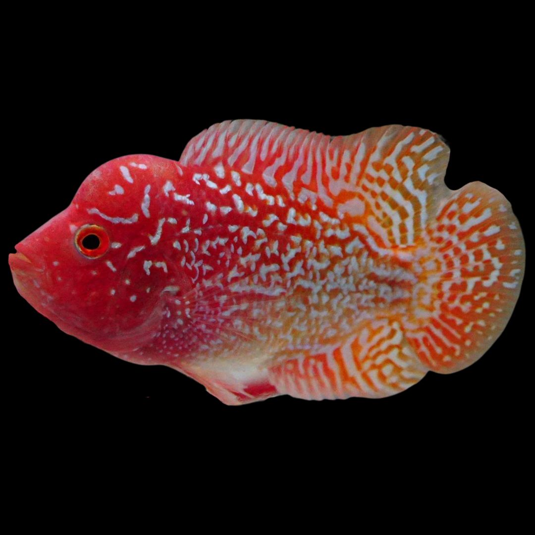 Rare Kamfa Golden Base Flowerhorn 3.5 inch