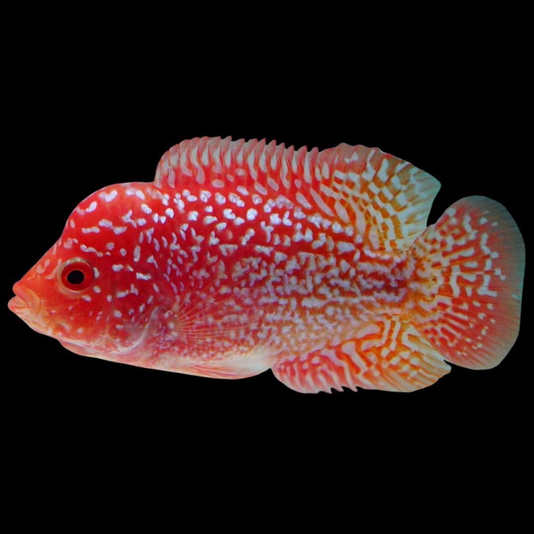 Rare Kamfa Golden Base Flowerhorn 3.5 inch