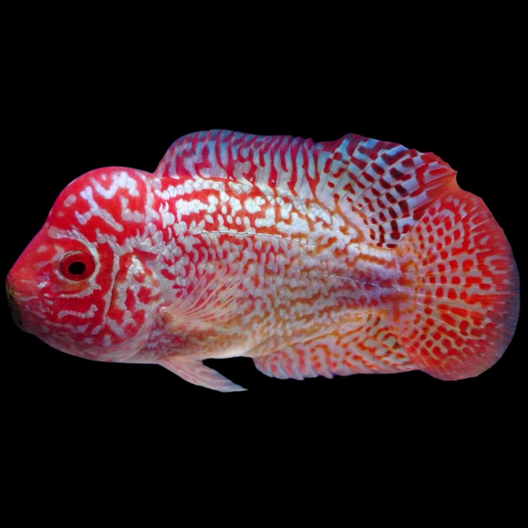 Rare Kamfa Golden Base Flowerhorn 3.5 inch