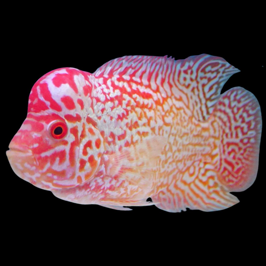 Rare Kamfa Golden Base Flowerhorn 3.5 inch