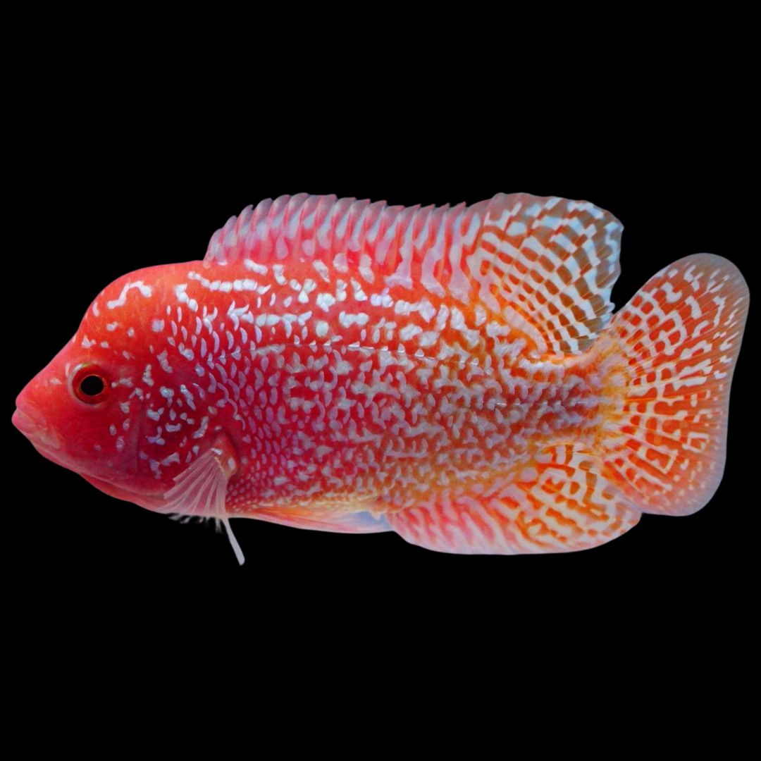 Rare Kamfa Golden Base Flowerhorn 3.5 inch