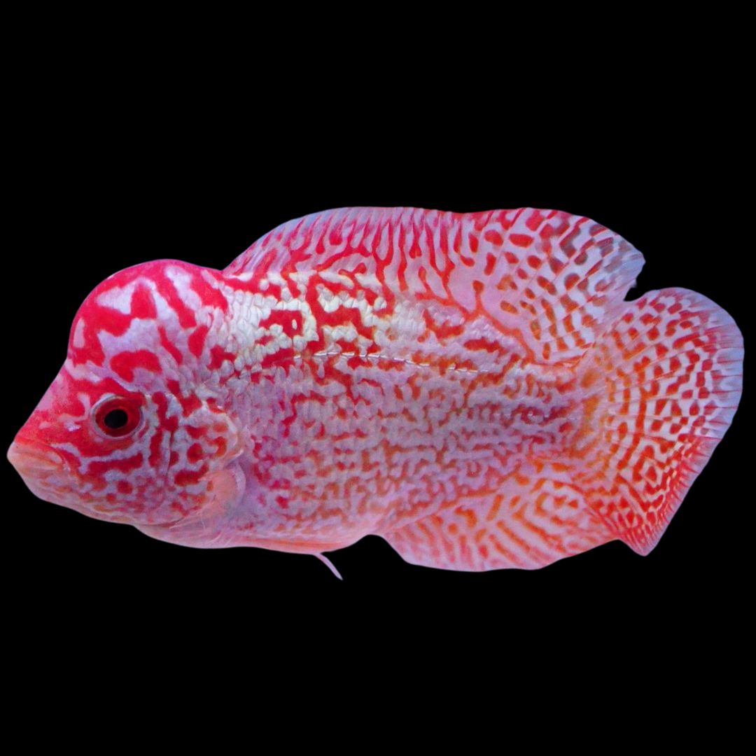 Rare Kamfa Golden Base Flowerhorn 3.5 inch