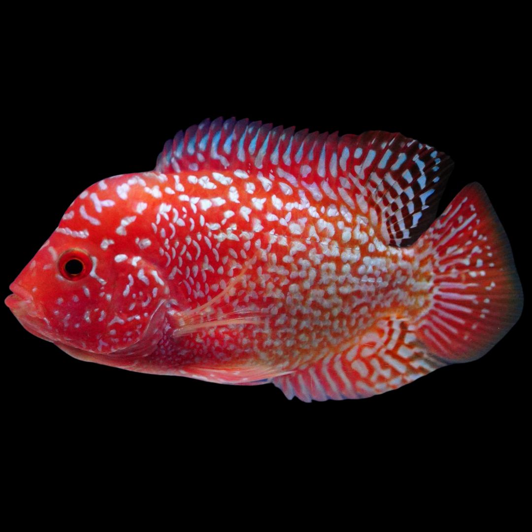 Rare Kamfa Golden Base Flowerhorn 3.5 inch