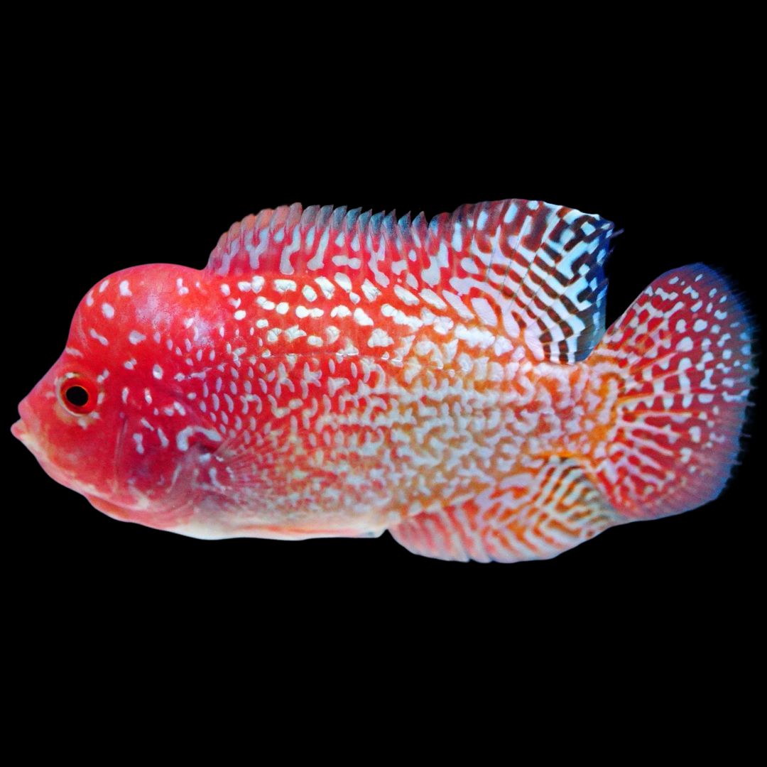 Rare Kamfa Golden Base Flowerhorn 3.5 inch
