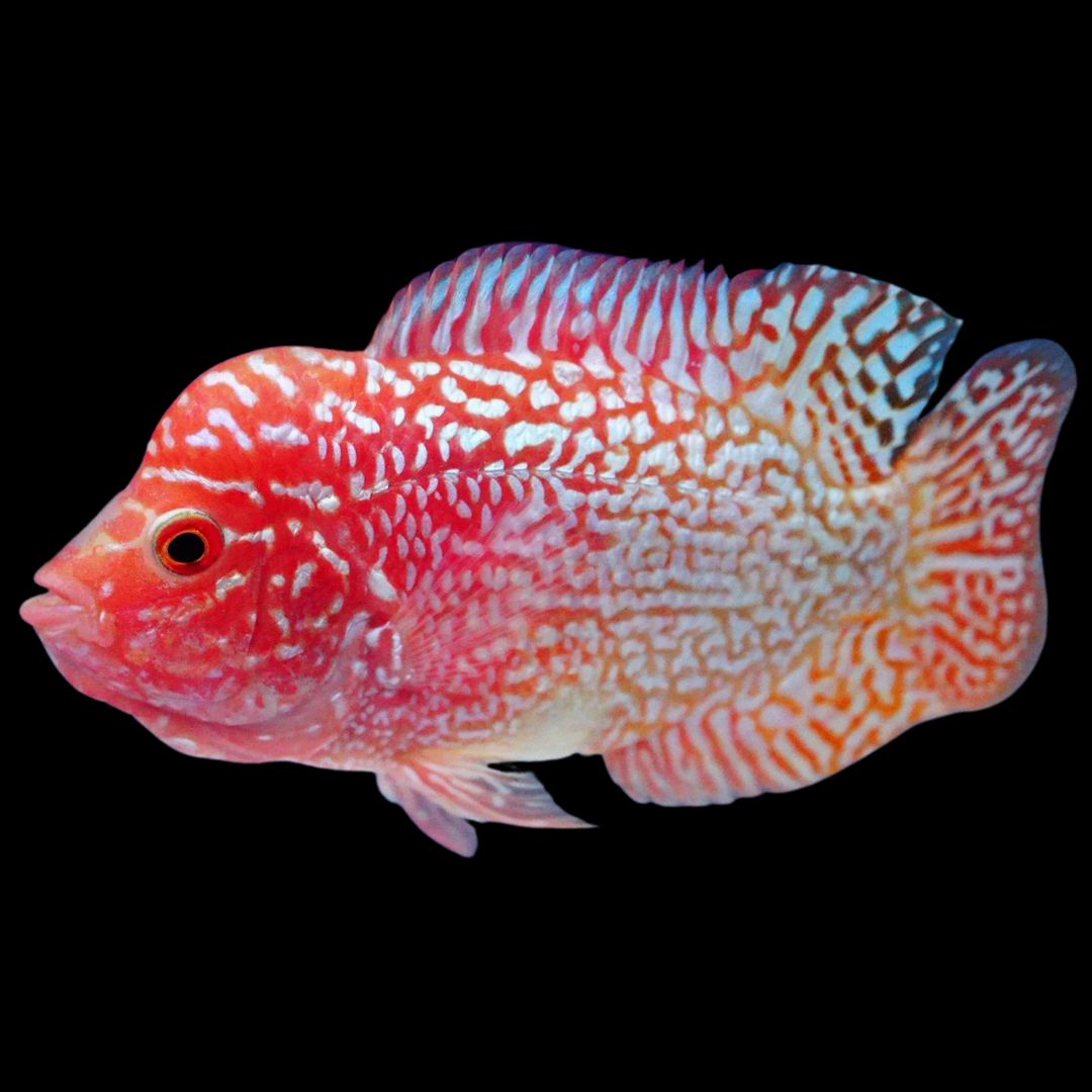 Rare Kamfa Golden Base Flowerhorn 3.5 inch