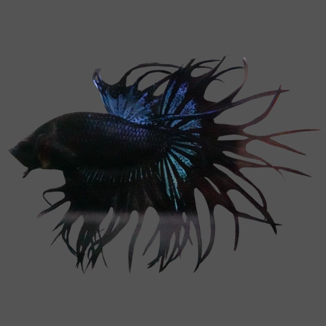 Rare King Crowntail Betta Fish