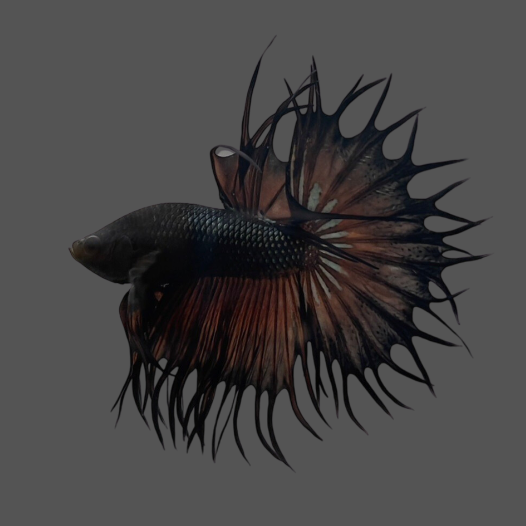 Cheap betta top fish for sale