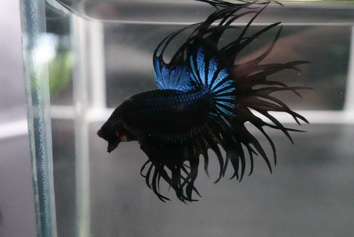 Rare King Crowntail Betta Fish