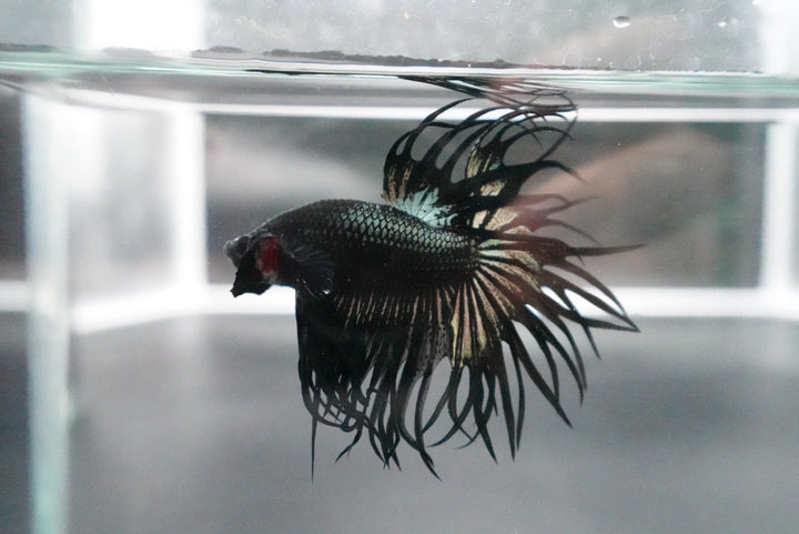 Rare King Crowntail Betta Fish