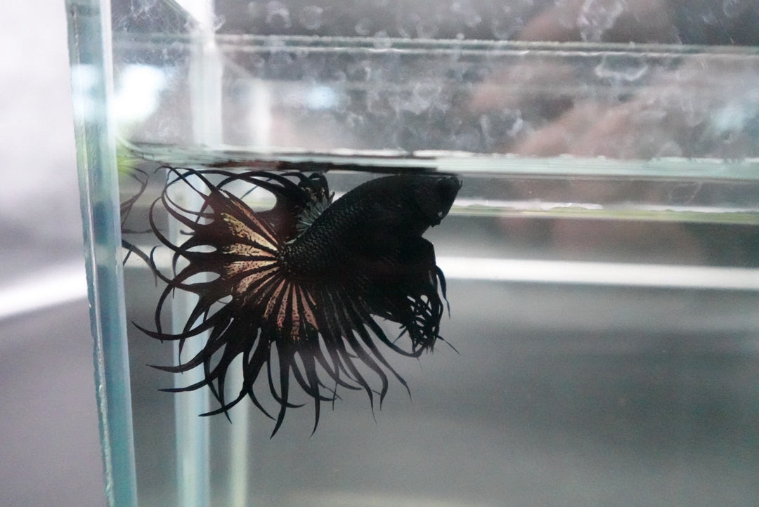 Rare King Crowntail Betta Fish