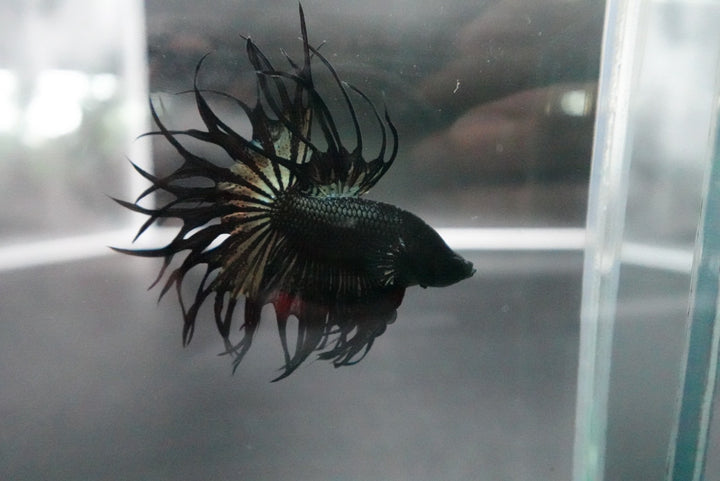 Rare King Crowntail Betta Fish
