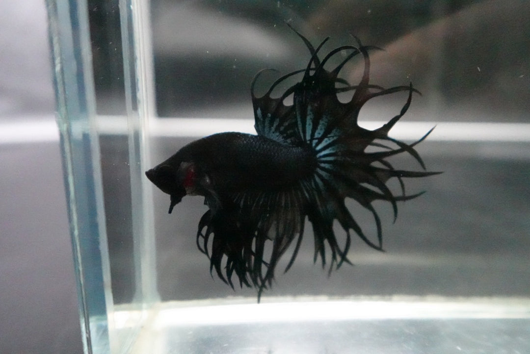 Rare King Crowntail Betta Fish