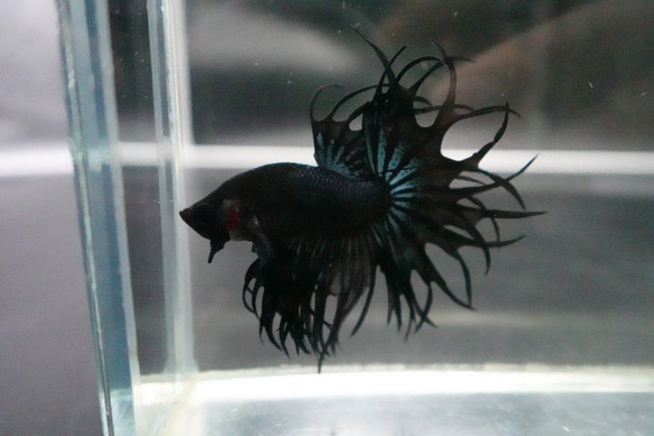 Rare King Crowntail Betta Fish