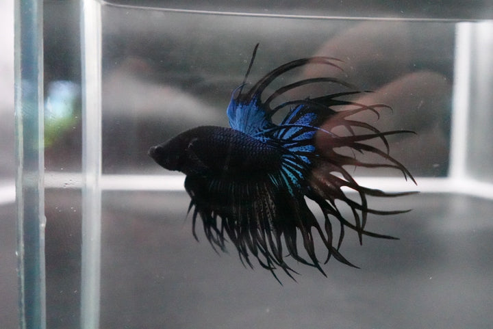Rare King Crowntail Betta Fish