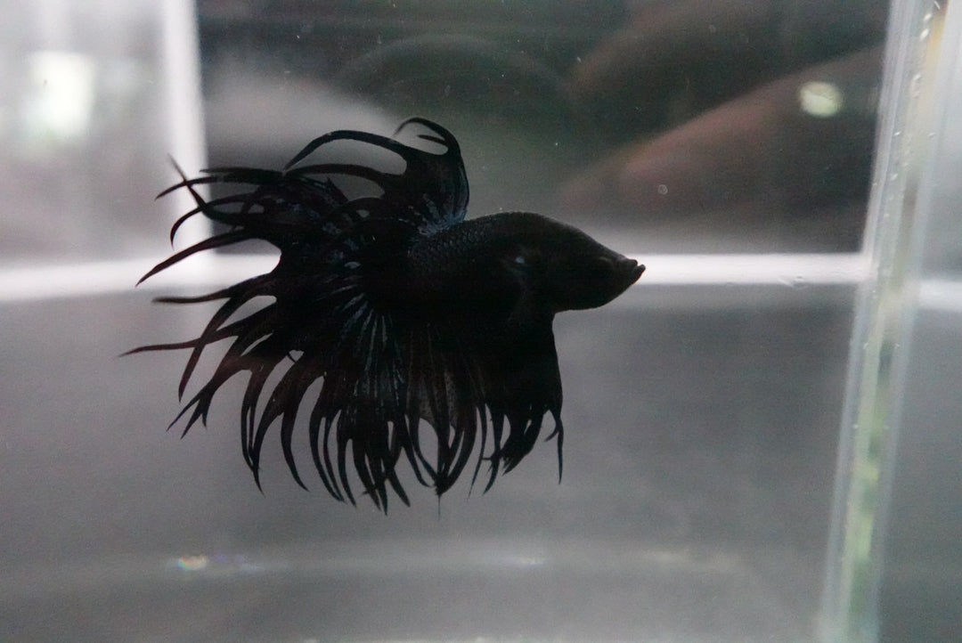 Rare King Crowntail Betta Fish