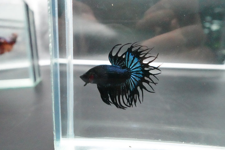 Rare King Crowntail Betta Fish