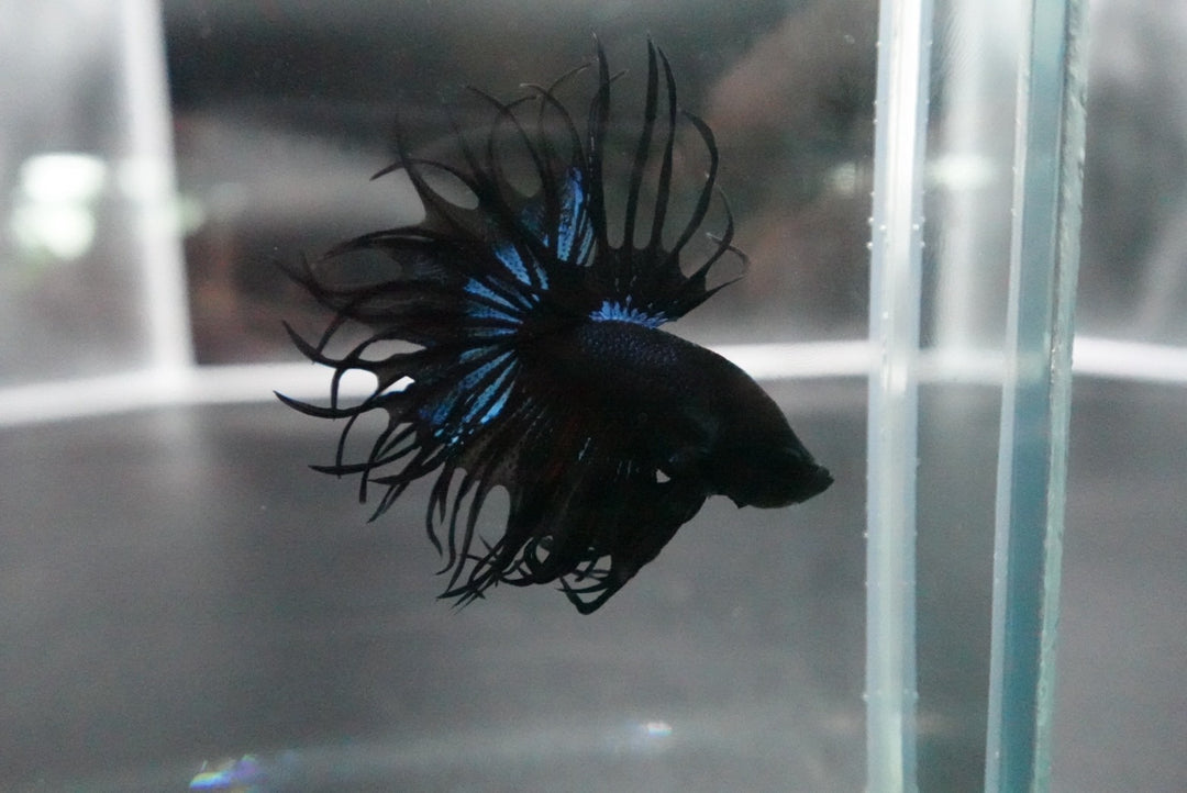 Rare King Crowntail Betta Fish