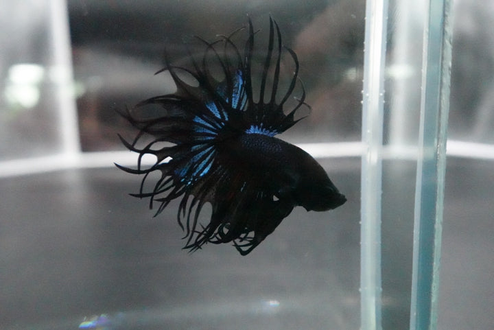 Rare King Crowntail Betta Fish