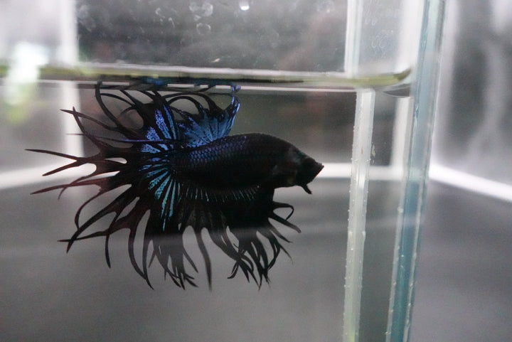 Rare King Crowntail Betta Fish