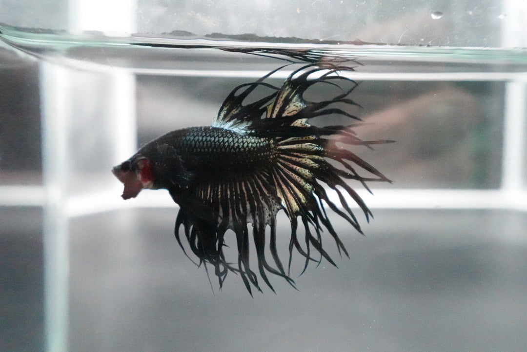 Rare King Crowntail Betta Fish
