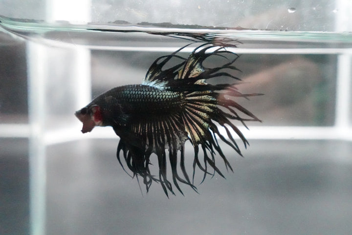 Rare King Crowntail Betta Fish