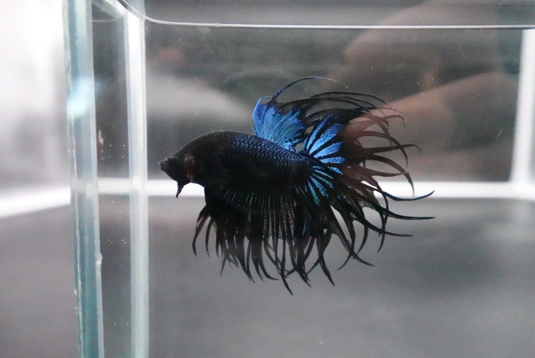 Rare King Crowntail Betta Fish