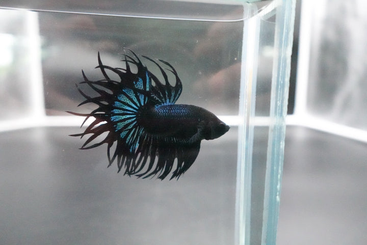 Rare King Crowntail Betta Fish
