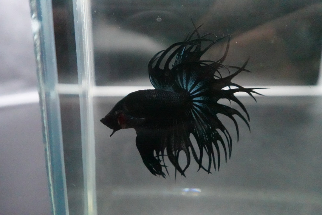 Rare King Crowntail Betta Fish