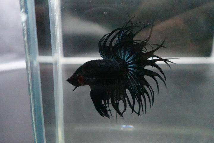 Rare King Crowntail Betta Fish