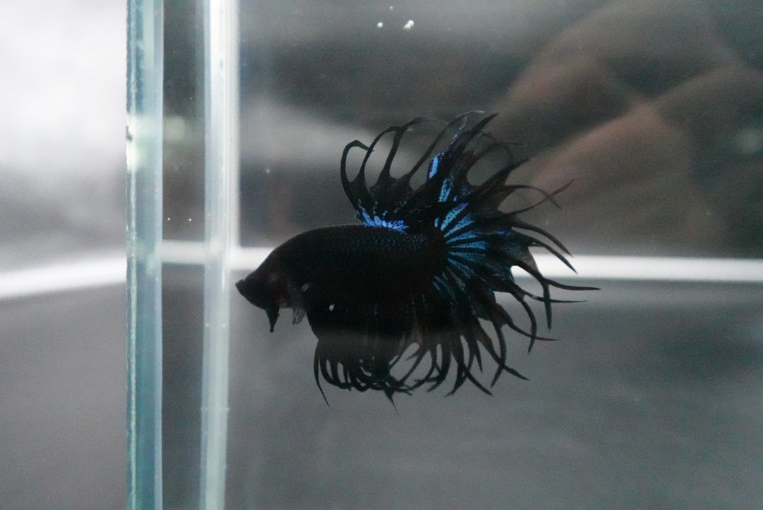Rare King Crowntail Betta Fish