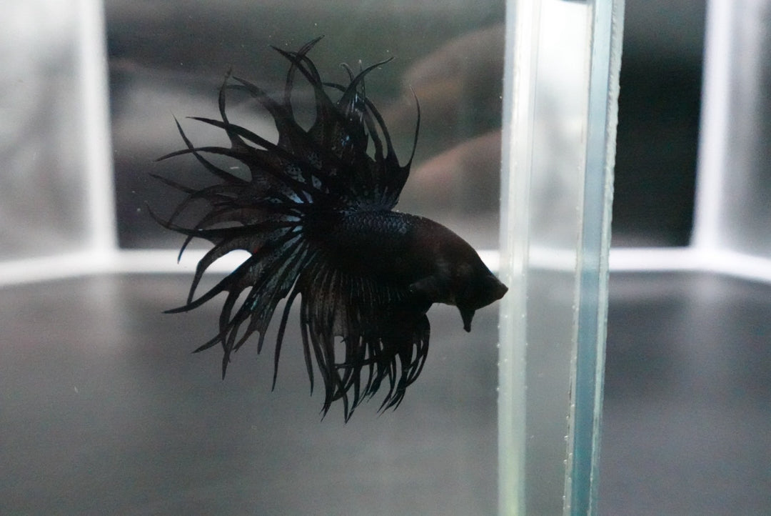Rare King Crowntail Betta Fish