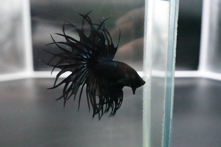 Rare King Crowntail Betta Fish