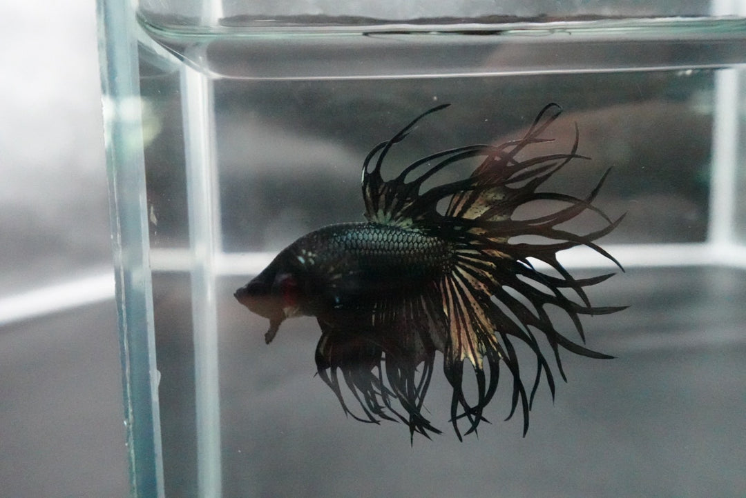 Rare King Crowntail Betta Fish