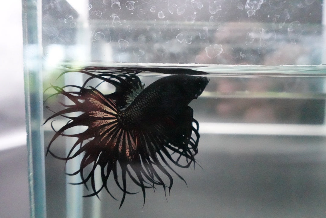 Rare King Crowntail Betta Fish