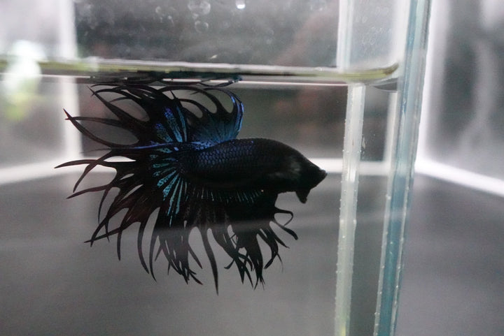 Rare King Crowntail Betta Fish