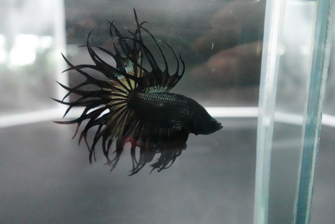 Rare King Crowntail Betta Fish