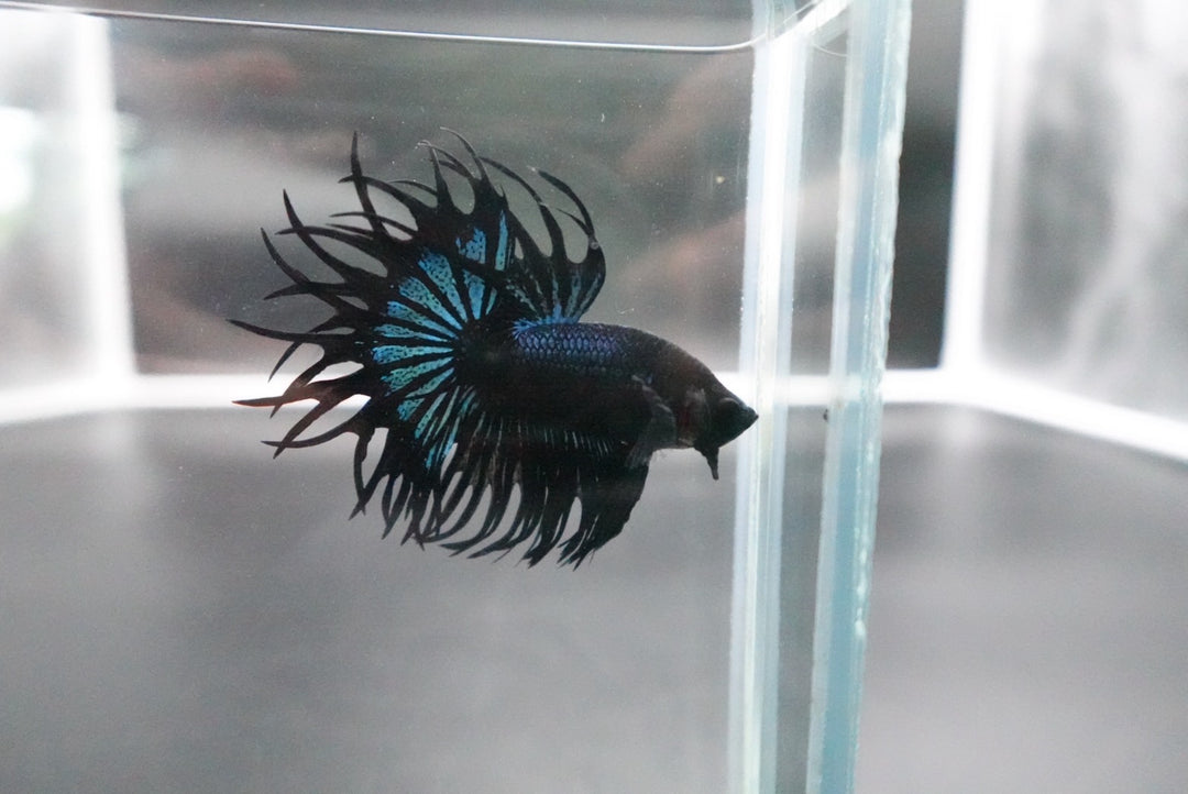 Rare King Crowntail Betta Fish