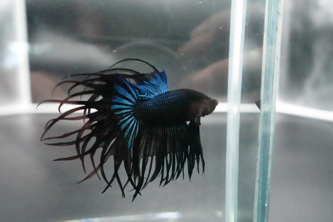 Rare King Crowntail Betta Fish