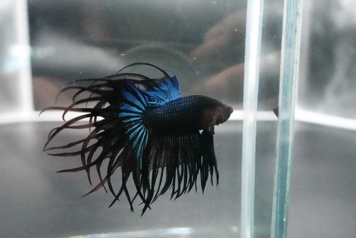 Rare King Crowntail Betta Fish