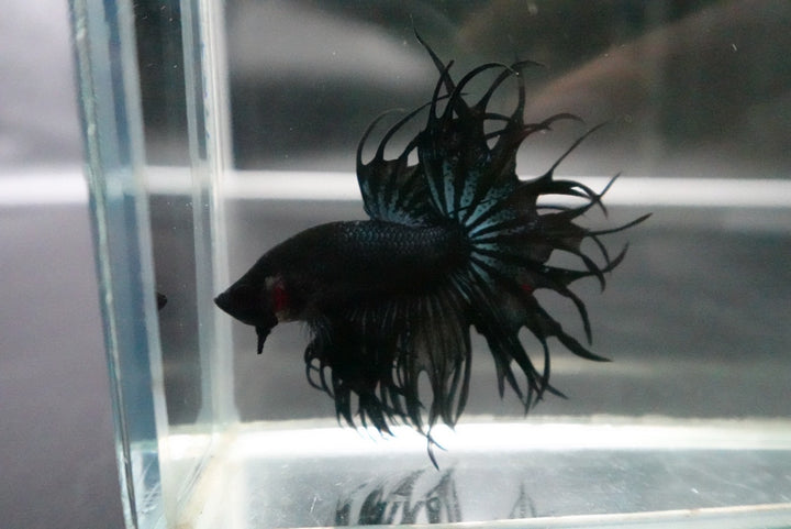 Rare King Crowntail Betta Fish