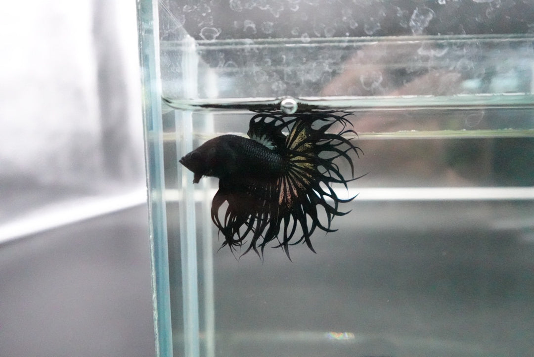 Rare King Crowntail Betta Fish