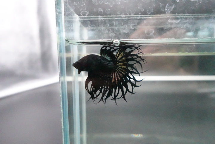 Rare King Crowntail Betta Fish