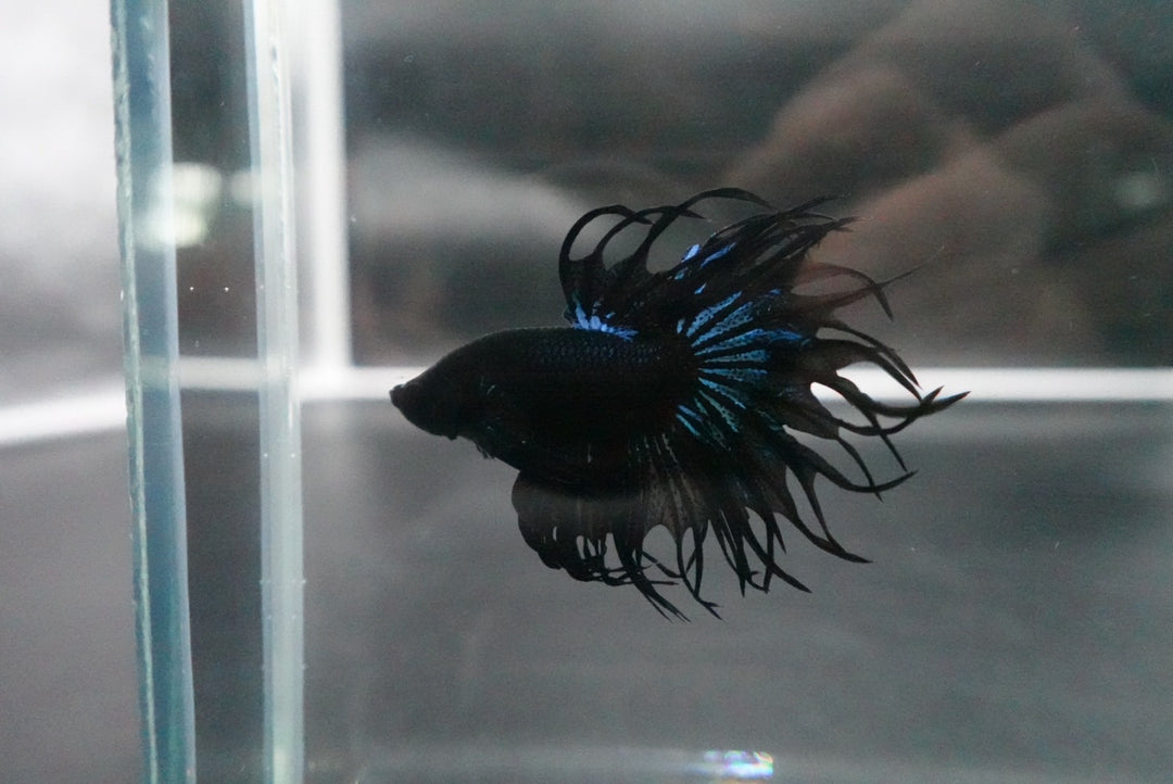 Rare King Crowntail Betta Fish